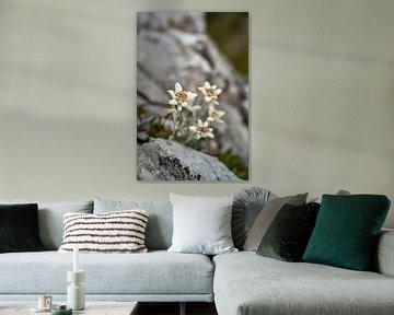 Edelweiss in the Dolomites