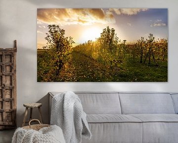 Zonsondergang in de boomgaarden | Taunus