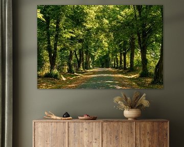 Old avenue in Mecklenburg-Western Pomerania by Flatfield