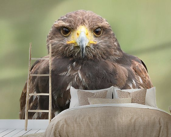 Aperçu de la chambre