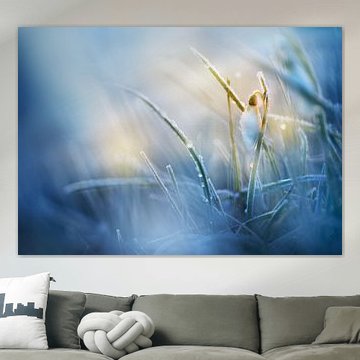 Sneeuwklokje in ochtendlicht