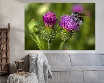 Hommel - vol stuifmeel - op een distel van Flatfield