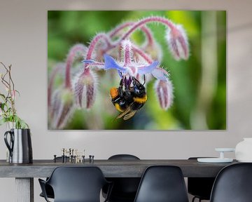 Bij hangend aan een bloem van Flatfield