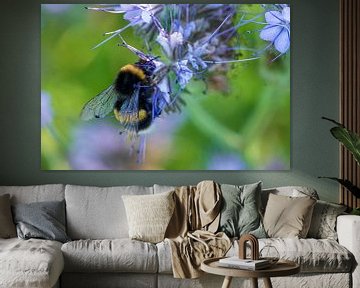 Hommel hangend aan een bloem van Flatfield