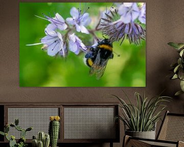 Hommel hangend aan een bloem van Flatfield