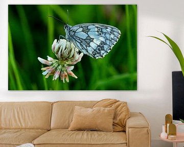 Bläulicher Schmetterling auf Blüte van Flatfield