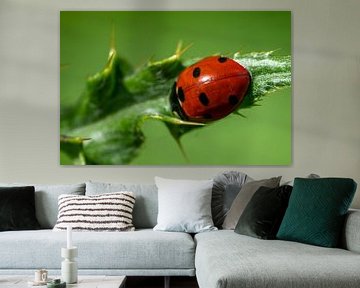 Lieveheersbeestje op blad van Flatfield