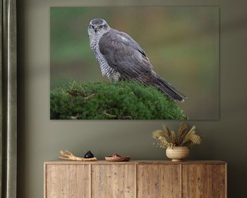 Havik (Accipiter gentilis) van Ronald Pol