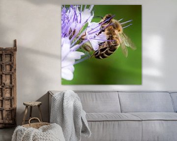 Bij in een lilakleurige bloem van Flatfield