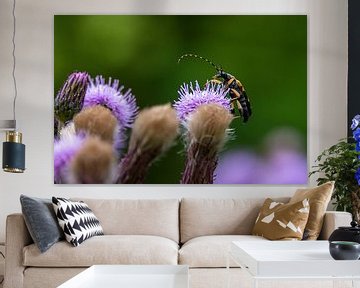 Gevlekte boktor | Insect met hoorns van Flatfield