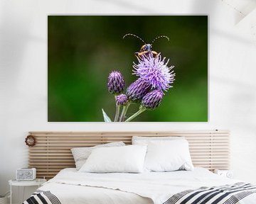 Gevlekte boktor | Insect kijkt over bloem van Flatfield