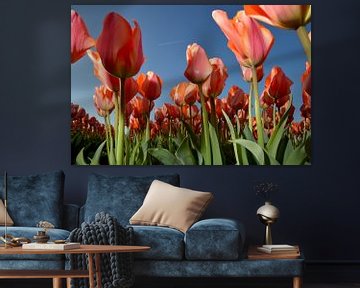 Rode Tulpen - Holland