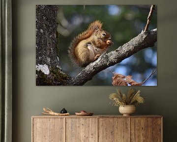 A squirrel in autumn by Claude Laprise