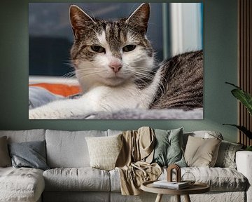 Faule Katze