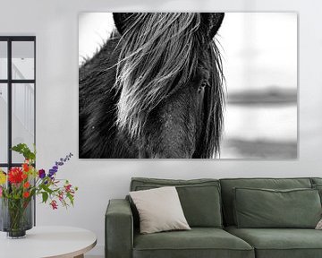IJslands paard. van Ron van der Stappen