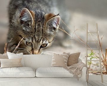 Young Cats Life by Tanja Riedel