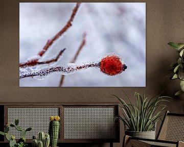 Macrofotografie van een bevroren rozenbottel van Flatfield