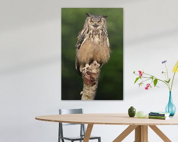 Bengaalse Oehoe (Bubo bengalensis) van Ronald Pol