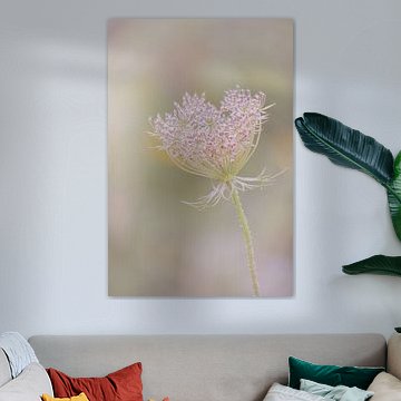 Wilde Karotte in Rosa- und Grüntönen