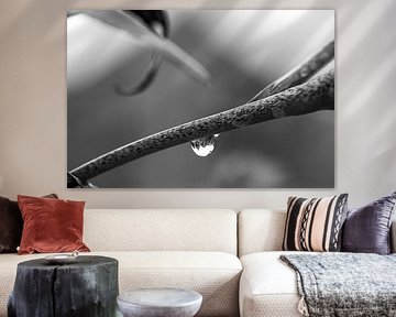 Wassertropfen am Zweig | Makrofotografie