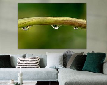 Wassertropfen am Stängel | Makrofotografie