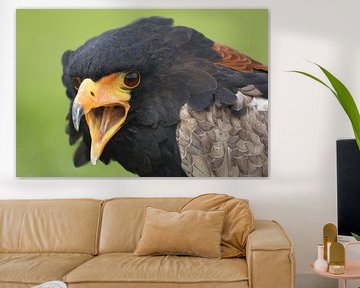 Bateleur (Terathopius ecaudatus) van Ronald Pol
