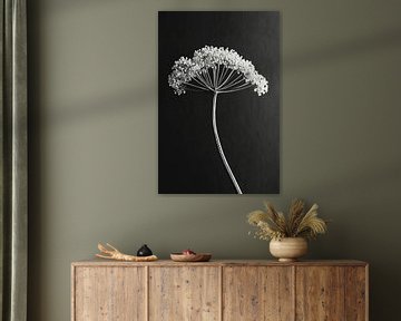 Heracleum mantegazzianum van Franka Poulain