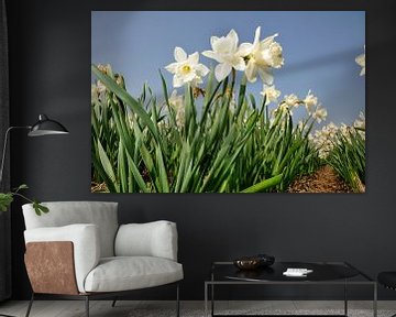 Daffodils with spring by Roelof Foppen