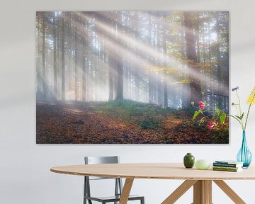 Ochtendlicht in het bos