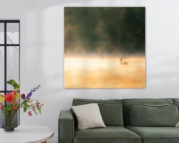 Swan in Morning Light by Nathalie De Saegher
