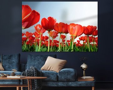 Rode Tulpen Holland