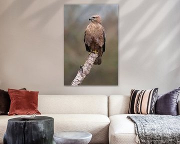 Arendbuizerd (Buteo rufinus) van Ronald Pol