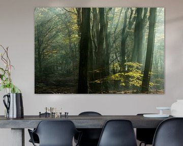 Zonsopgang in het Speulderbos