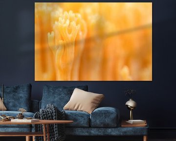 Allee koraalzwam van Danny Slijfer Natuurfotografie