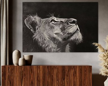 Black-and-white portrait of lion by Imperial Art House
