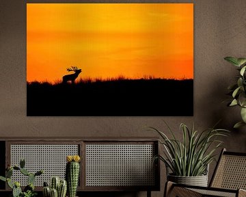 Rotwild bei Sonnenuntergang