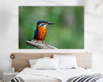 IJsvogel van Diederik Kwakkel