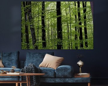Forêt de feuillus au printemps