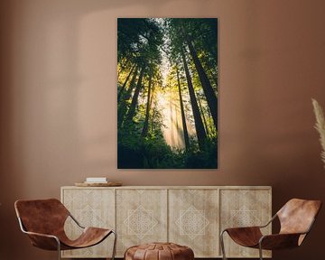 Forêt mystique avec rayons de soleil sur Imperial Art House