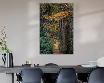 Path Mensinge Roden during autumn by R Smallenbroek