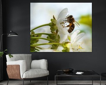 Biene in einer Apfelblüte