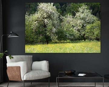 arbres fruitiers en fleurs