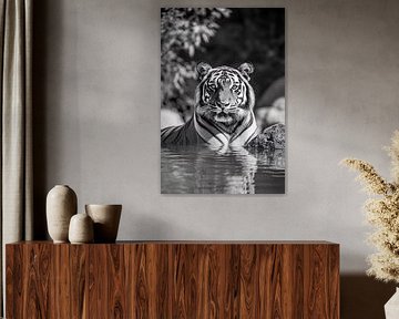 Portrait de tigre dans l'eau