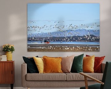 Snow geese on the river by Claude Laprise