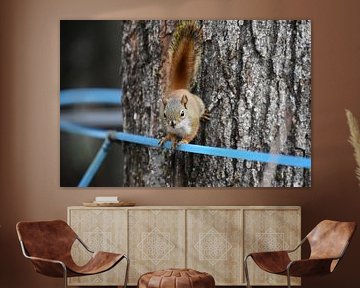 Un écureuil dans une érablière sur Claude Laprise