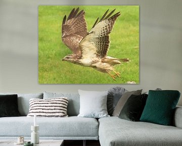 Buzzard