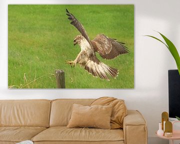 Buzzard