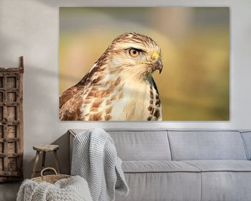 Buizerd van Rinnie Wijnstra (FotoAmeland )