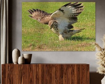 Buzzard