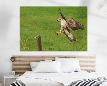 Buzzard